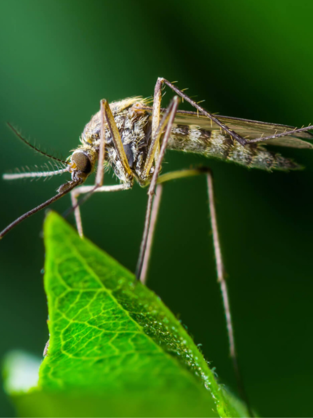 आखिर कैसे 10 मीटर दूर से मच्छर इंसानों को ढूंढ लेते हैं
