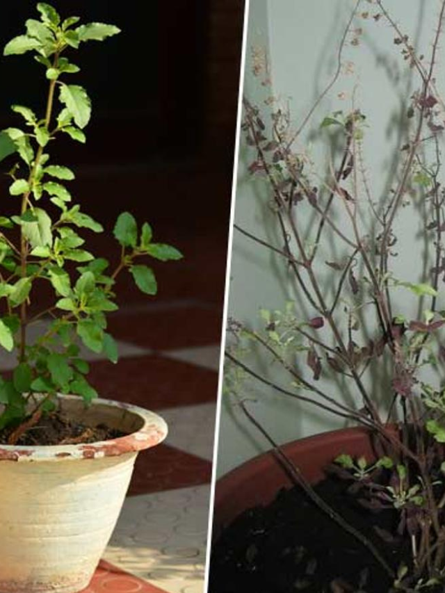 Tulsi ke sukhi patiya