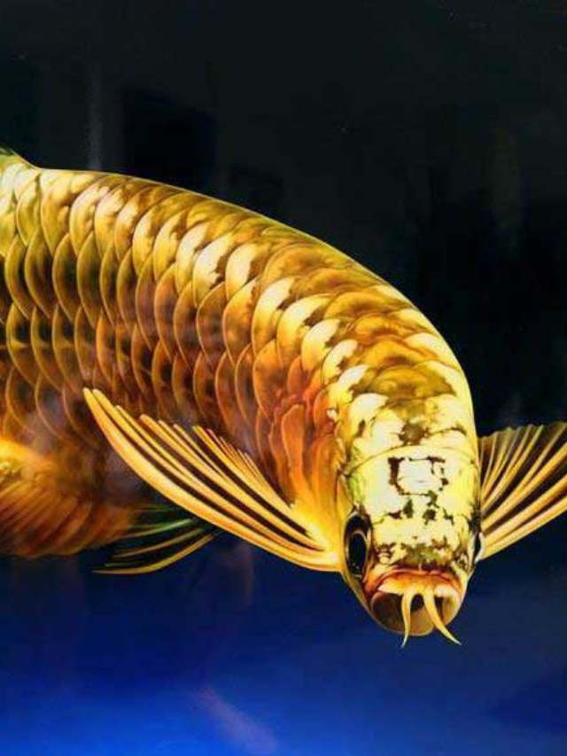 Arowana fish