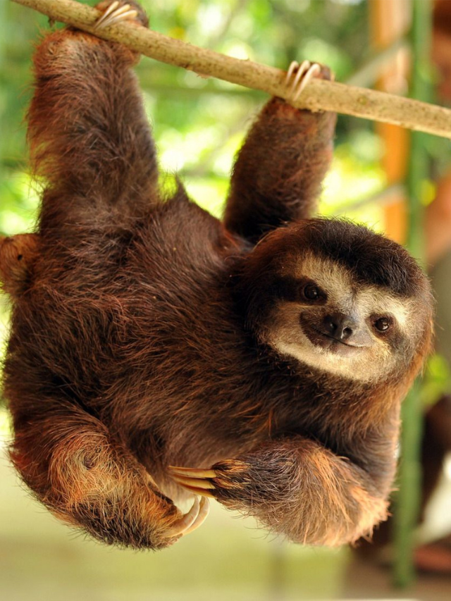 Sloth