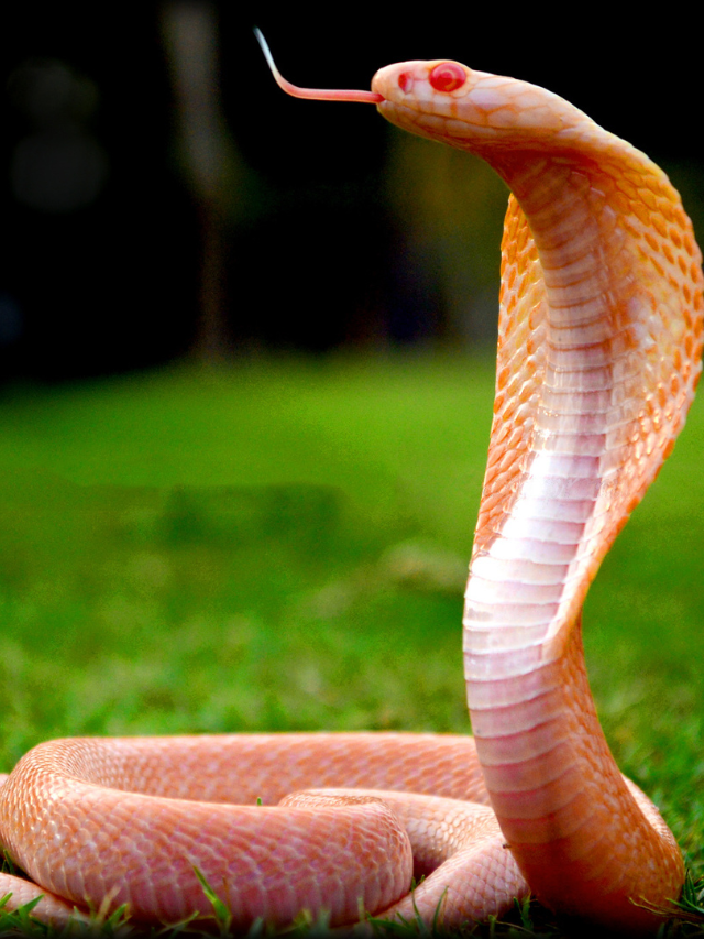 Bhartiye cobra